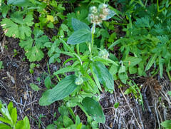Phacelia heterophylla