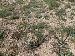 Eulobus californicus