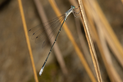 Labidiosticta vallisi