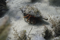 Paguristes frontalis