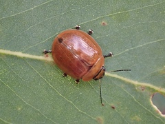 Paropsisterna cloelia