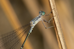 Labidiosticta vallisi