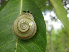 Dyakiidae