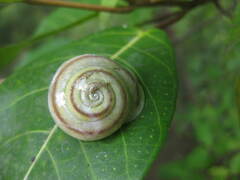 Dyakiidae