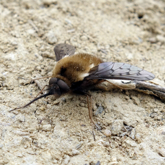 Bombylius discolor