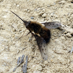 Bombylius discolor