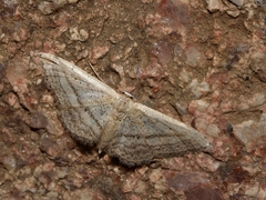 Idaea mediaria
