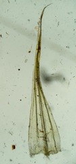 Tomentypnum nitens