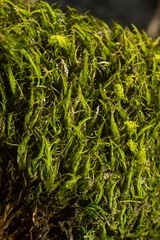 Dicranum groenlandicum