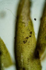 Dicranum groenlandicum
