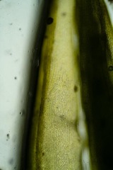 Dicranum groenlandicum