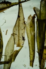 Dicranum groenlandicum