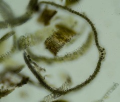 Dicranum groenlandicum