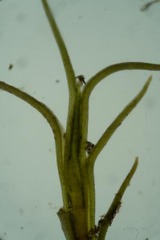 Distichium capillaceum