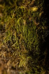 Distichium capillaceum