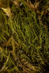 Distichium capillaceum