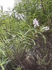 Veronica parviflora