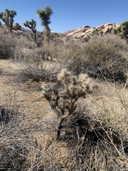 Cylindropuntia echinocarpa