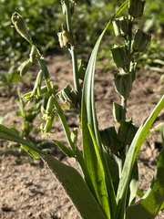 Dipcadi bakerianum