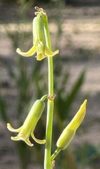 Dipcadi bakerianum