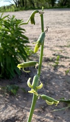 Dipcadi bakerianum