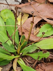 Solenogyne dominii
