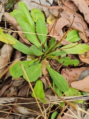 Solenogyne dominii