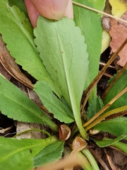 Solenogyne dominii