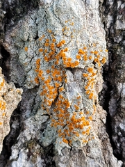 Brigantiaea leucoxantha