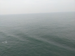 Phocoena phocoena