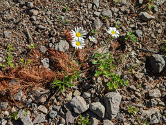 Leucanthemum vulgare