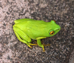 Hyperolius tuberilinguis