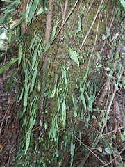 Loxogramme dictyopteris