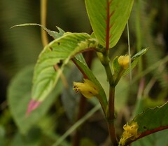 Columnea angulata