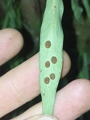 Loxogramme dictyopteris