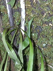 Loxogramme dictyopteris