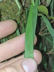 Loxogramme dictyopteris