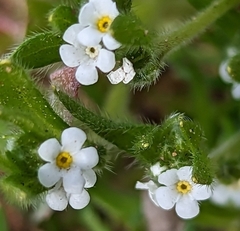 Plagiobothrys collinus
