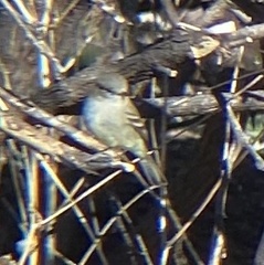 Empidonax