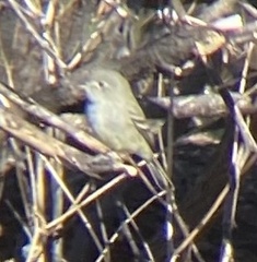 Empidonax
