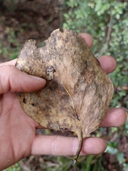 Griselinia lucida