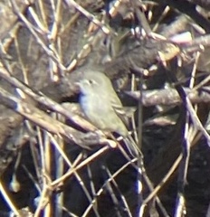 Empidonax