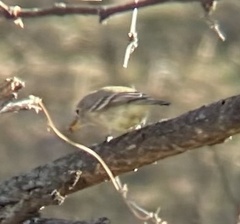 Empidonax