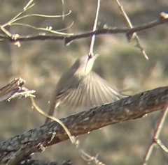 Empidonax