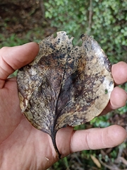 Griselinia lucida