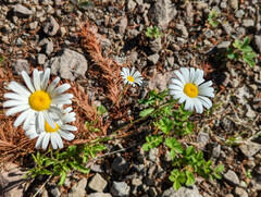 Leucanthemum vulgare