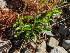 Leucanthemum vulgare