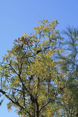 Banksia dentata