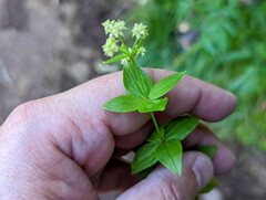 Galium oreganum