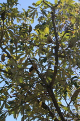 Banksia dentata